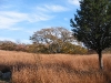 Bluestem Meadow