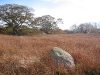 Bluestem Meadow