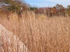 Bluestem Meadow