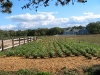 Native Plant Associates Nursery