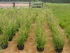 Native Plant Associates Nursery