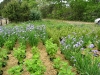 Native Plant Associates Nursery